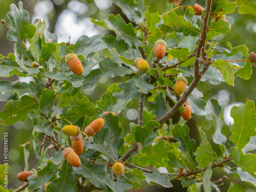 Es sind die kleinen Zweige einer Stieleiche (Quercus robur) zu sehen, an denen gelbe und braune Eicheln hängen.