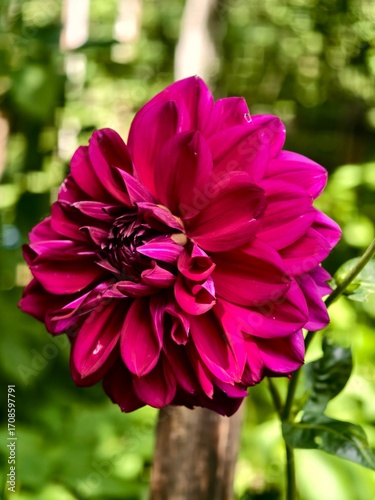 Purple dalia pinnata