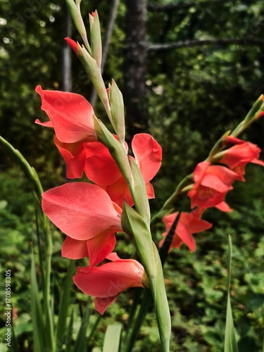 close up of pink gladiolus 