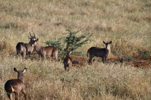 Photography Graceful antelopes graze peacefully in golden dry grass