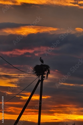 stork on a pole during sunset