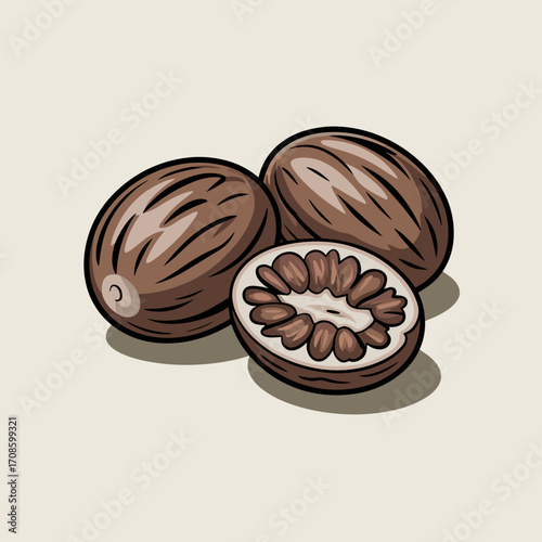 Whole Nutmeg Vector Illustration
