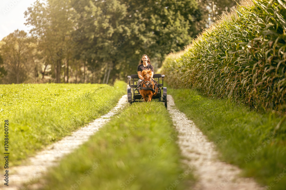 Fototapeta premium Woman driving a Shetland pony cart on country paths in summer