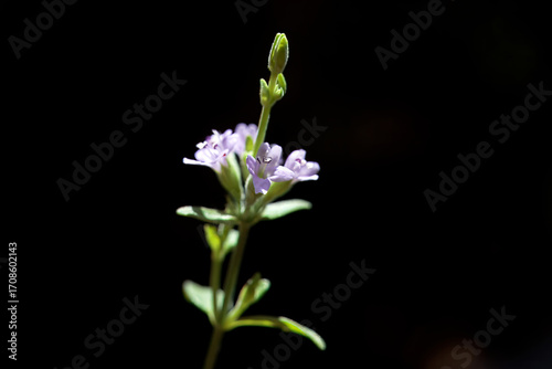 Blossoms of a slender mint, Mentha diemenica