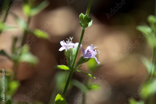 Blossoms of a slender mint, Mentha diemenica