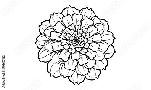 Marigold, kids line art doodle pattern design t shirt silhouette and vector, intricate line art design, relaxing printable, high-quality illustration for stress relief, art therapy activity.