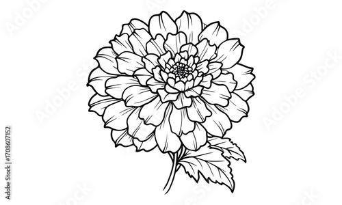 Marigold, kids line art doodle pattern design t shirt silhouette and vector, intricate line art design, relaxing printable, high-quality illustration for stress relief, art therapy activity.