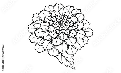 Marigold, kids line art doodle pattern design t shirt silhouette and vector, intricate line art design, relaxing printable, high-quality illustration for stress relief, art therapy activity.