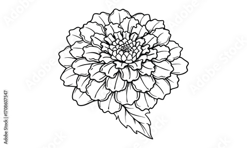 Marigold, kids line art doodle pattern design t shirt silhouette and vector, intricate line art design, relaxing printable, high-quality illustration for stress relief, art therapy activity.