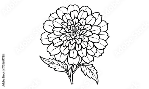 Marigold, kids line art doodle pattern design t shirt silhouette and vector, intricate line art design, relaxing printable, high-quality illustration for stress relief, art therapy activity.