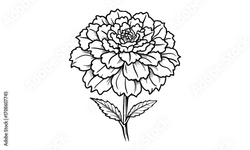 Marigold, kids line art doodle pattern design t shirt silhouette and vector, intricate line art design, relaxing printable, high-quality illustration for stress relief, art therapy activity.