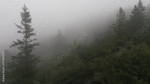The fog rises up the slope above the forest