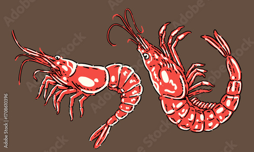 vintage hand drawn illustration of two red shrimps. Retro seafood artwork for a restaurant menu or poster