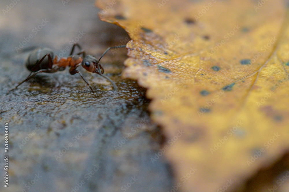 Fototapeta premium ant on the ground