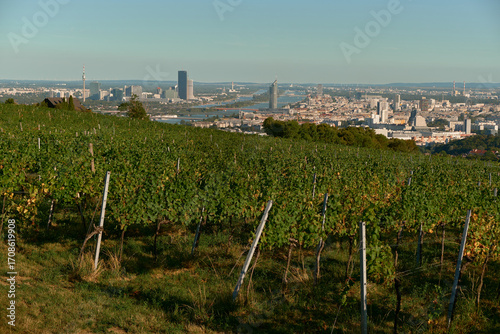 Panoramic view of vineyard-covered hills under a bright sunny sky, with lush grape rows and distant Vienna cityscape, creating a vibrant, serene, and picturesque landscape scene.