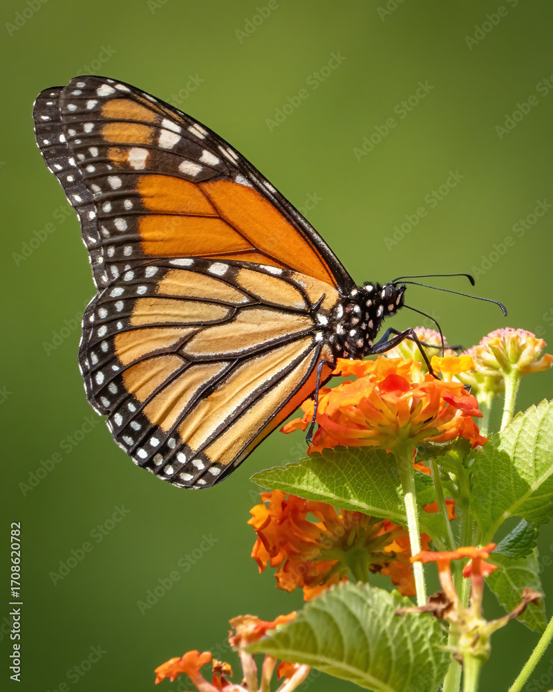 Obraz premium Monarch butterfly on a orange flower