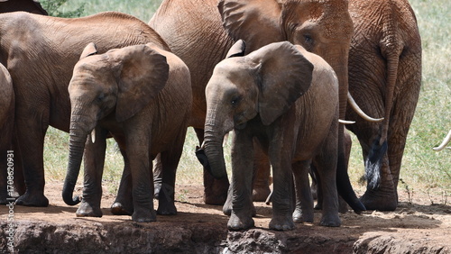Canvas Print Gentle elephants herd gathers near water's edge