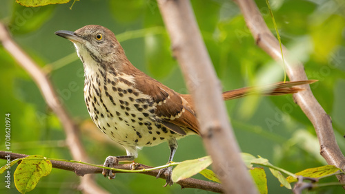 Brown Thrasher bird in the branches