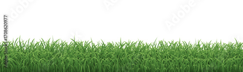 Green Grass Border Isolated White Background