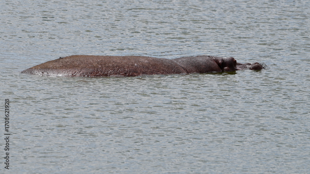 Obraz premium Majestic hippo submerged in calm water, serene wildlife