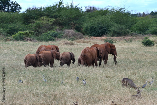 Photography Herd of elephants walk through grassy savanna landscape