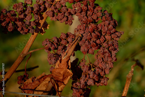 Close-up of a dried grape cluster on the vine with a withered leaf, capturing textures, muted autumn colors, and the serene, rustic atmosphere of the vineyard during late harvest season.