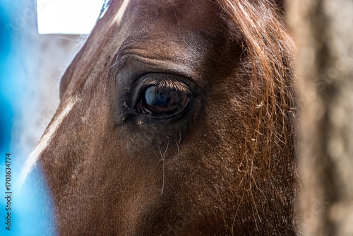 Horses