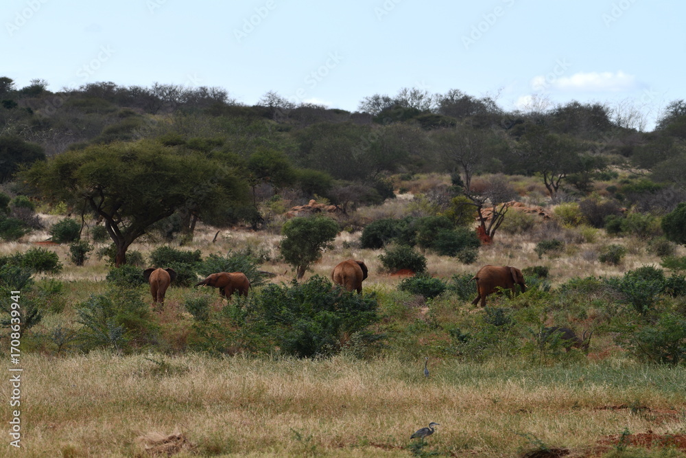 Naklejka premium Elephants roam savanna landscape with dry grass and trees