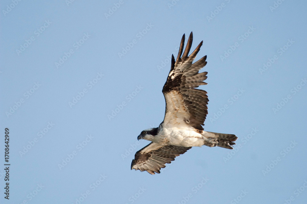 Fototapeta premium Osprey, Pandion haliaetus, in flight