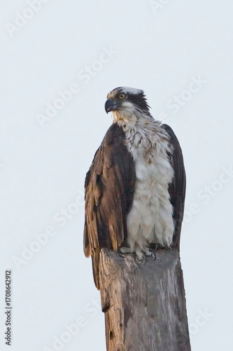 Vertical of Osprey, Pandion haliaetus, perched