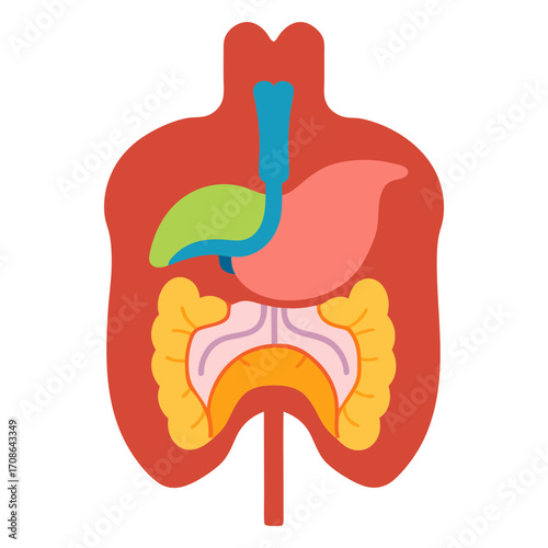 Vector art illustration of the internal parts of the human body  liver  esophagus  stomach gallbladde