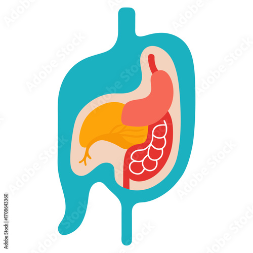 Vector art illustration of the internal parts of the human body  liver  esophagus  stomach gallbladde