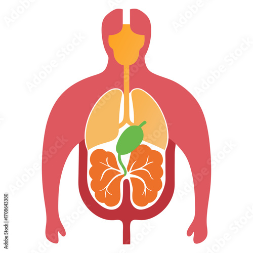 Vector art illustration of the internal parts of the human body  liver  esophagus  stomach gallbladde