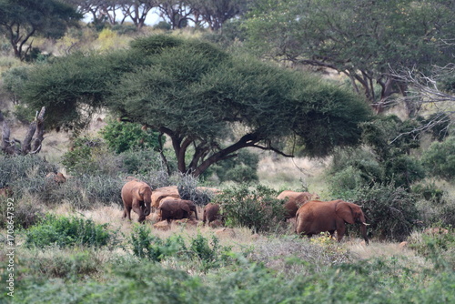 Photography Wild elephants roam savanna under acacia trees
