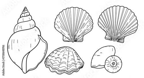 Collection of seashell illustrations, perfect for marine biology and coastal designs
