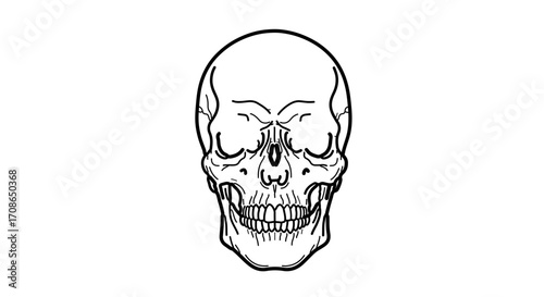 Detailed line art illustration of a human skull, , showcasing anatomical features and artistic style