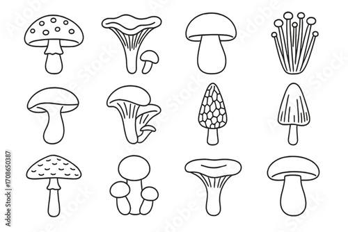 Forest Mushroom Icons. Line style icons of forest mushrooms: fly agaric, chanterelle, porcini, enoki; shiitake, oyster mushroom,
