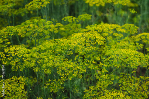 many blooming dill umbrellas on the field in summer