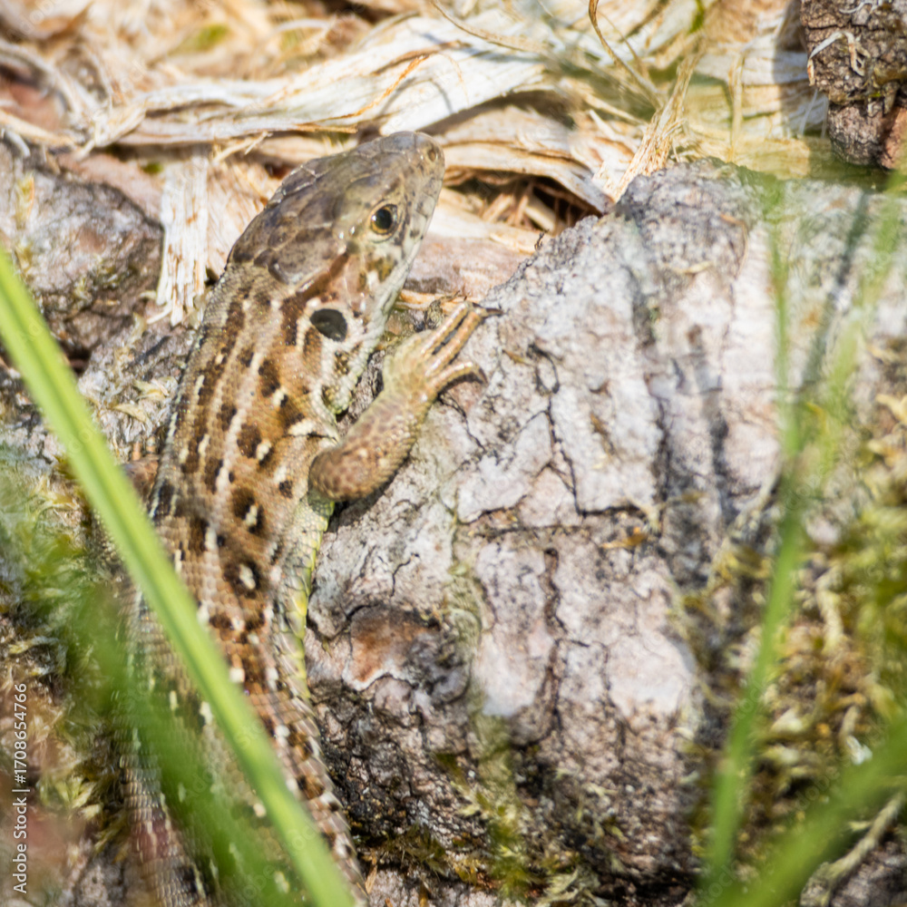 Obraz premium Lizard in wood