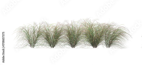 3d render of Anemanthele lessoniana  , isolated over transparent background, PNG cut-out