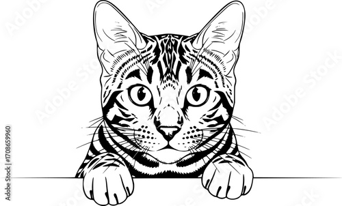 Bengal Cat Peeking