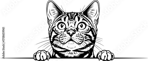 Bengal Cat Peeking