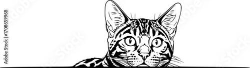 Bengal Cat Peeking