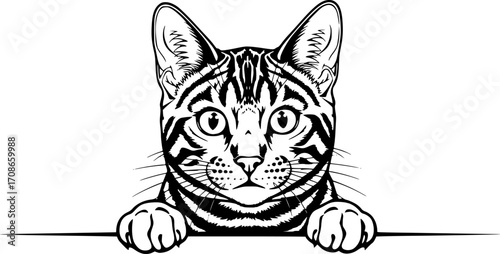 Bengal Cat Peeking