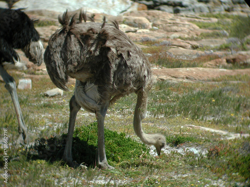 Female Ostrich, Struthio camelus, from South Africa