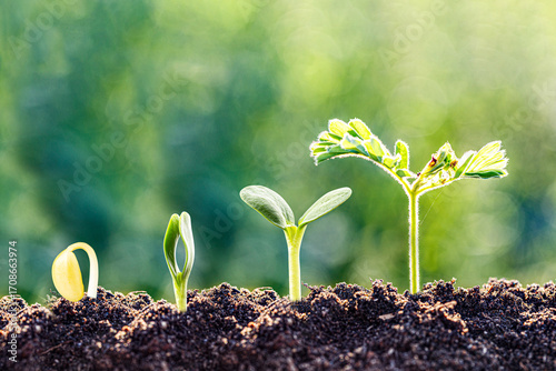 Bilde på lerret Fresh seedlings sprouting in soil showing stages of plant growth, from seed to young leaves, perfect for agriculture, nature, and eco design concepts