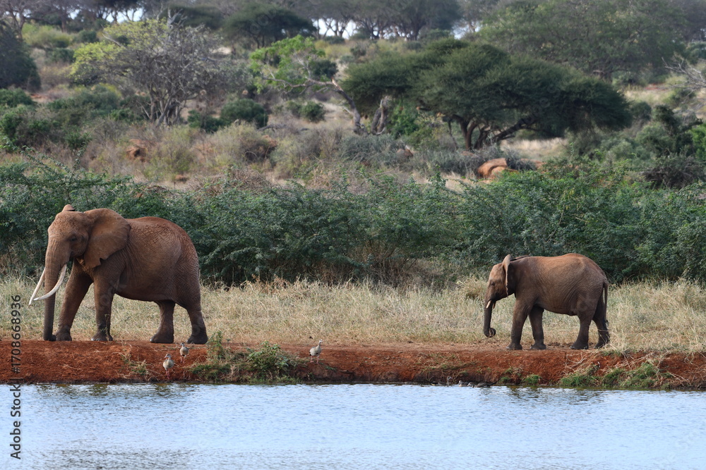 Fototapeta premium Majestic elephants near water in African savanna