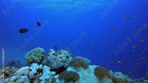 Underwater Tropical Reef Ambience. Tropical underwater sea fish. Colourful tropical coral reef. Scene reef. Marine life sea world. Underwater fish reef marine.