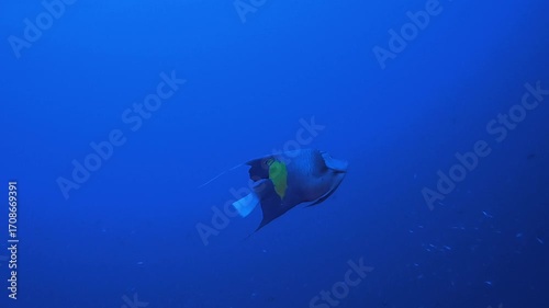 Underwater Tropical Water Blue Sea. Tropical underwater sea fish. Colourful tropical coral reef. Scene reef. Marine life sea world. Underwater fish reef marine.