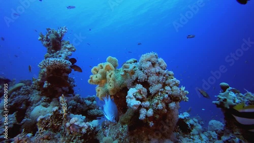 Underwater World Coral Fish Reef. Underwater sea fish. Tropical fish reef marine. Colourful underwater seascape. Reef coral scene. Coral garden seascape. Colourful tropical coral reefs.